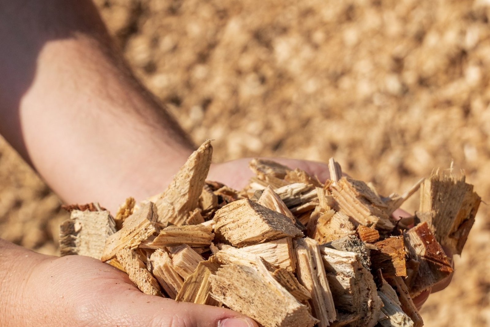 Detail rukou držící hrst dřevní štěpky na Pile Křemže